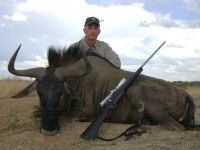 Wildebeest